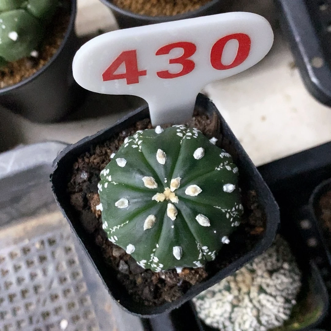 莹***枝430得力特价来了哦