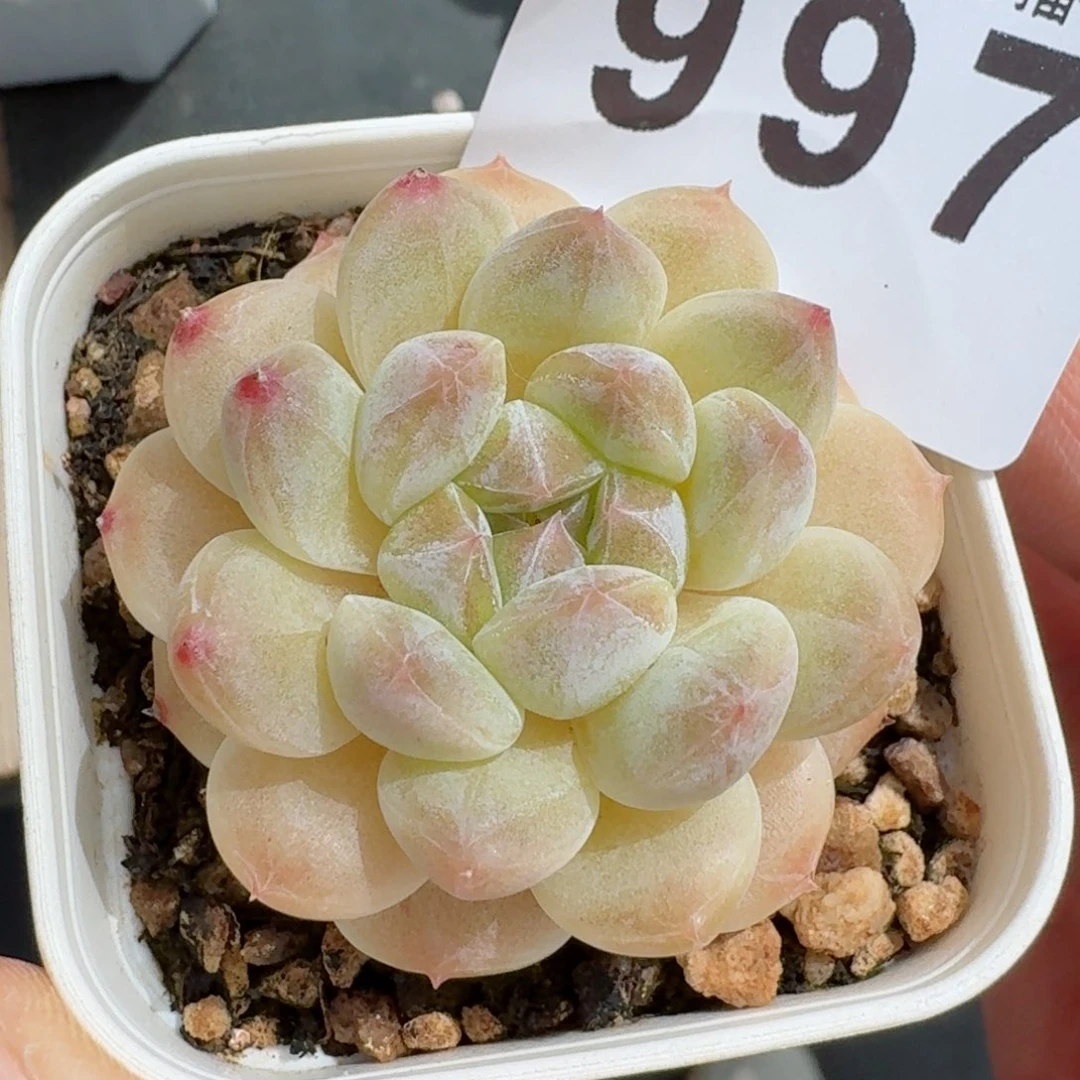 黄体冰魄        精美多肉植物