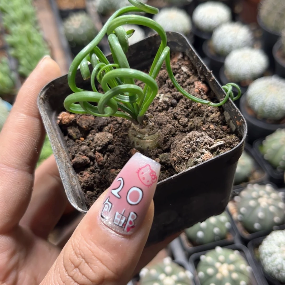 细叶弹簧单头发货有根发货有根