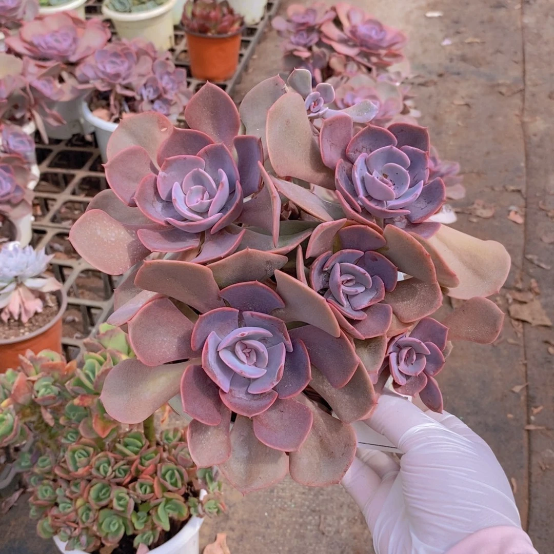 744尘埃玫瑰一物一拍