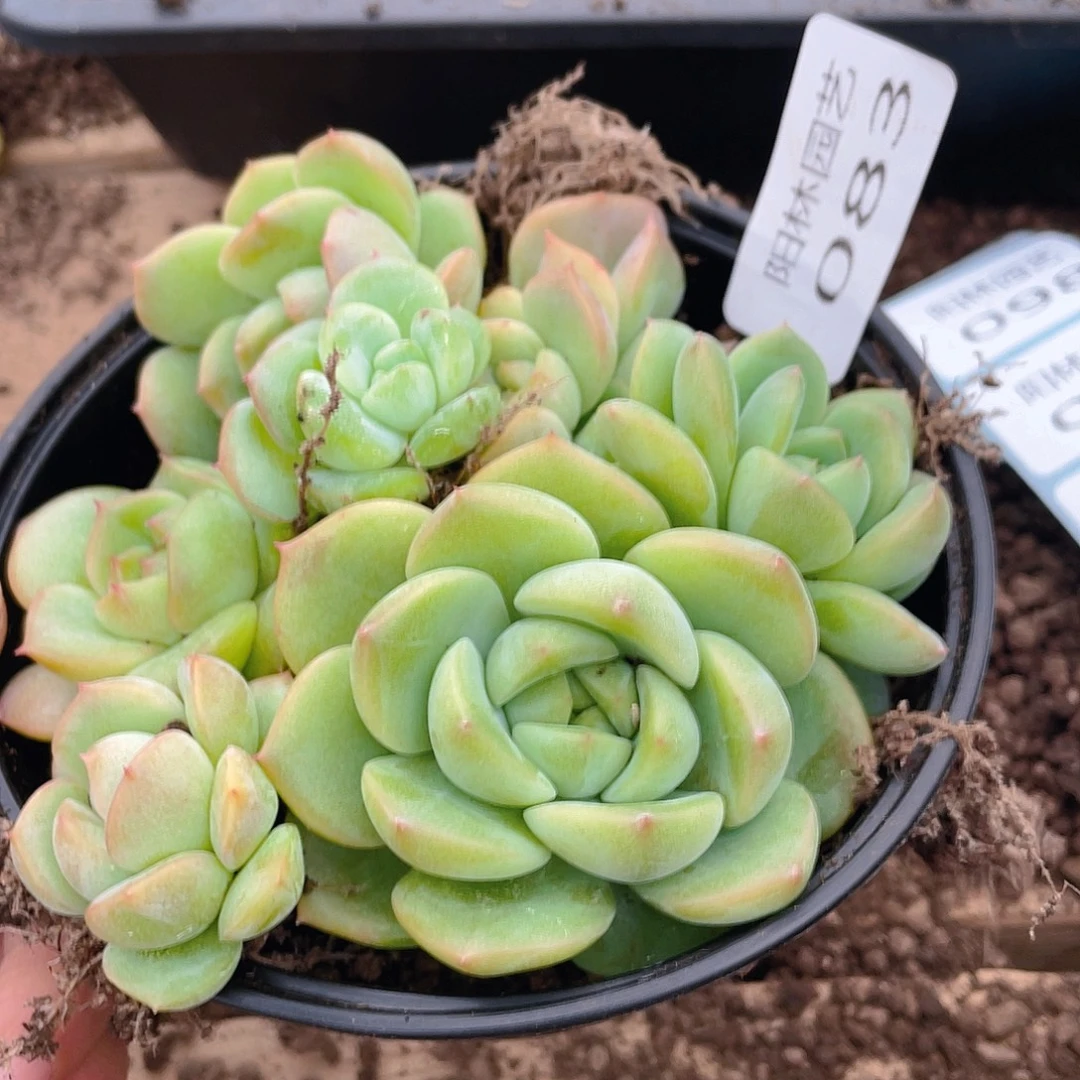 多肉植物多肉植物83