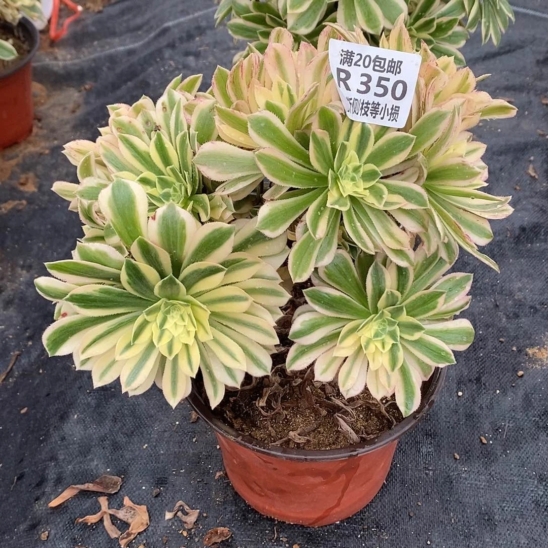 350艳凝老桩多肉有砍