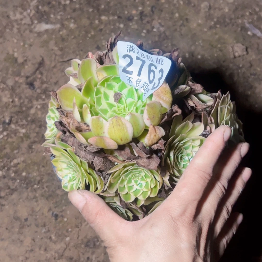 瑶光多肉植物2763