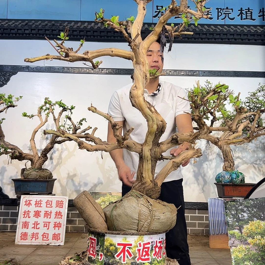 完全开放金银花开花68569989989