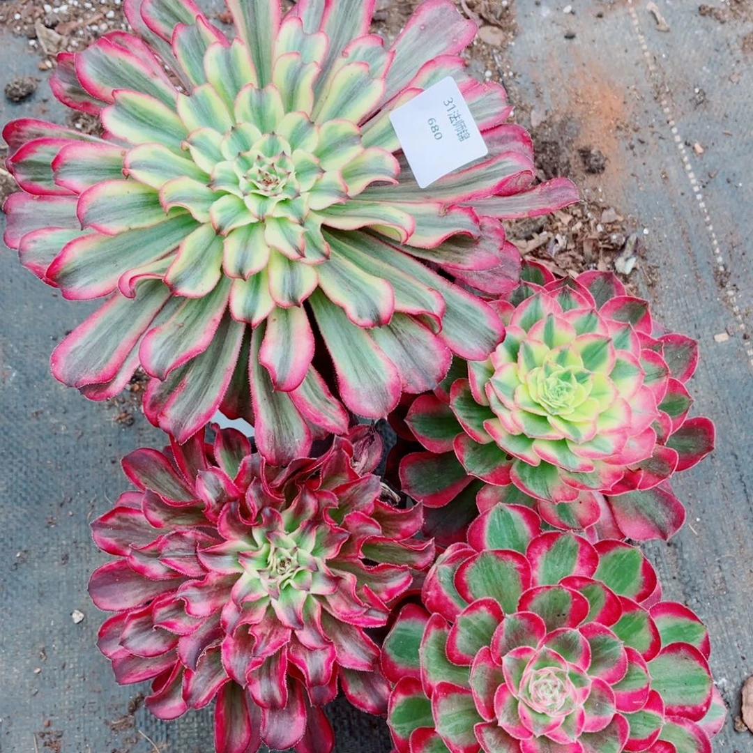 一物一拍多肉法师680