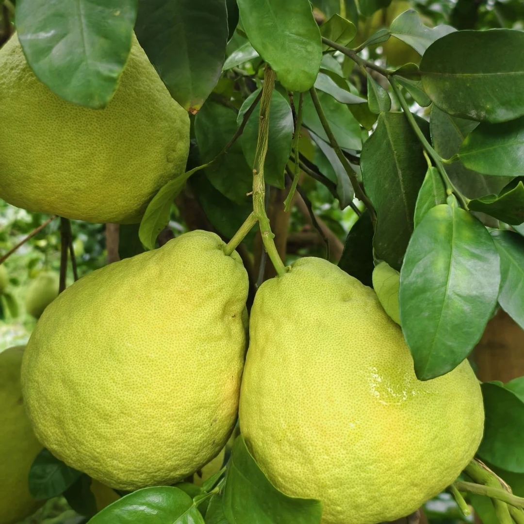 25年传承泸州市合江真龙柚纯甜产地新鲜采摘正宗特产现发微裂口