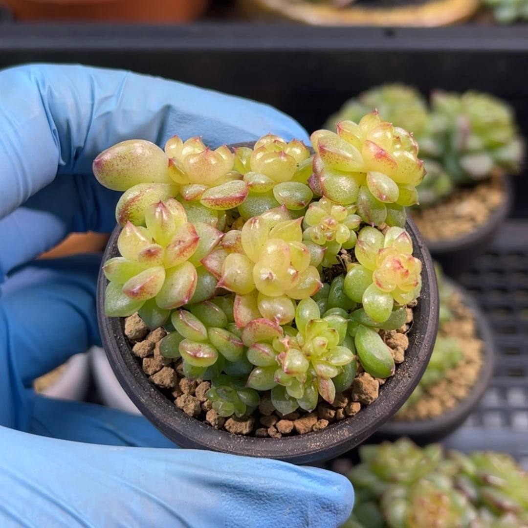 灯泡小群 带陶瓷盆