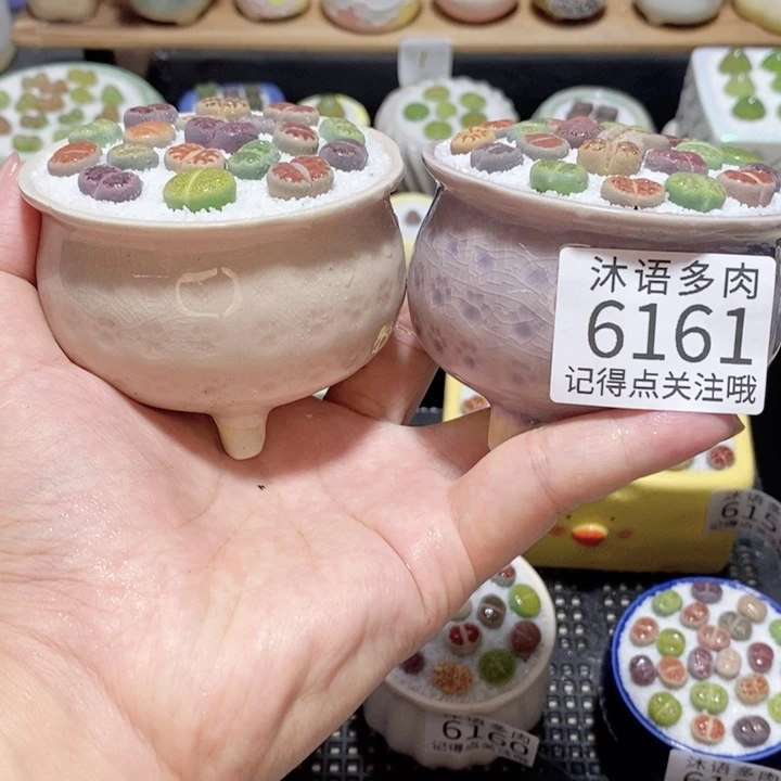 带盆土发货 精美盆栽6161