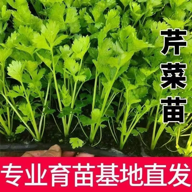 四季种植皇后西芹苗高产香芹苗蔬菜秧苗