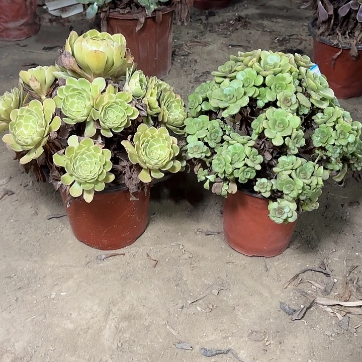 阿***.多肉植物法师2颗21