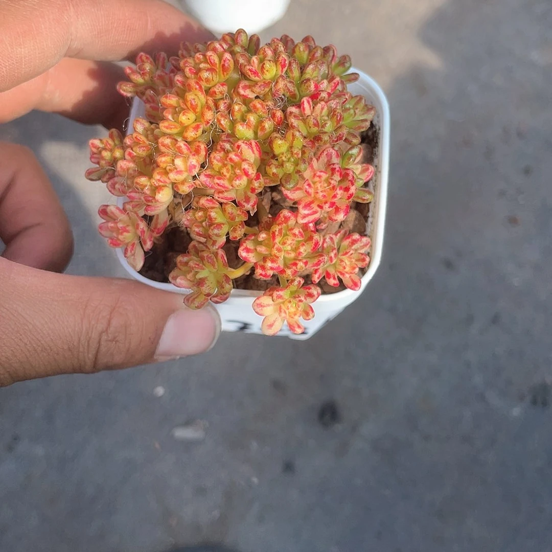 吉*小人祭锦带盆发货