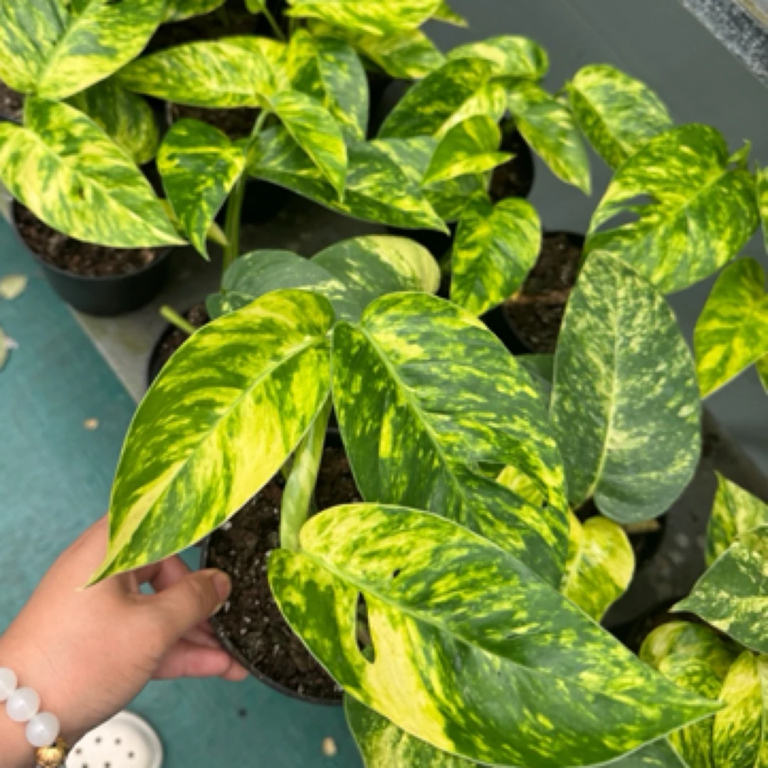 泰国进口火焰麒麟尾ins风黄锦麒麟尾/室内观叶/攀爬垂吊/雨林植物