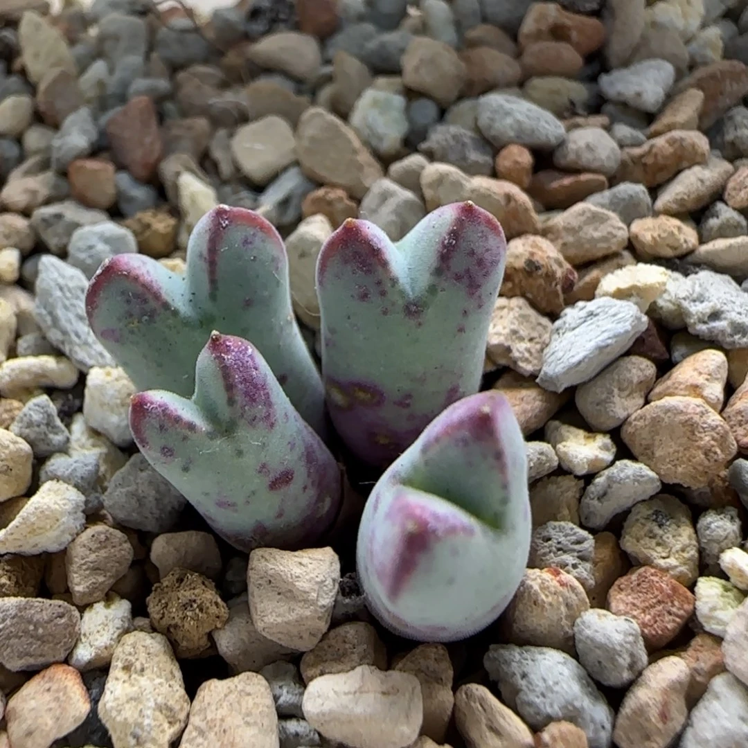 桃***令8-17-当天满38包邮匈牙利小猪蹄