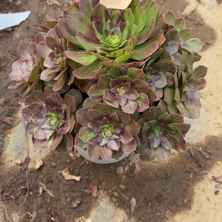 花月夜多肉处理不包断头2203