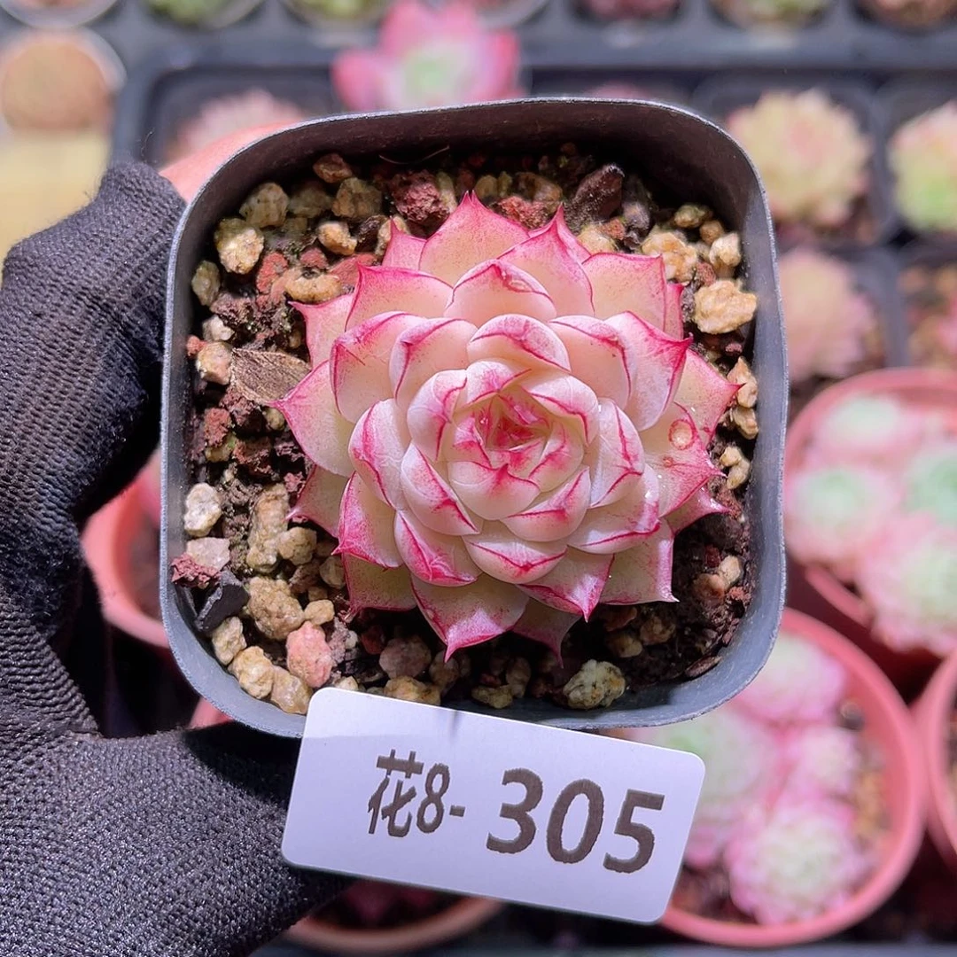 花08-305女王单头