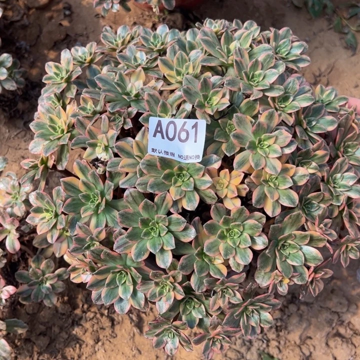 甜茶多肉植物061.