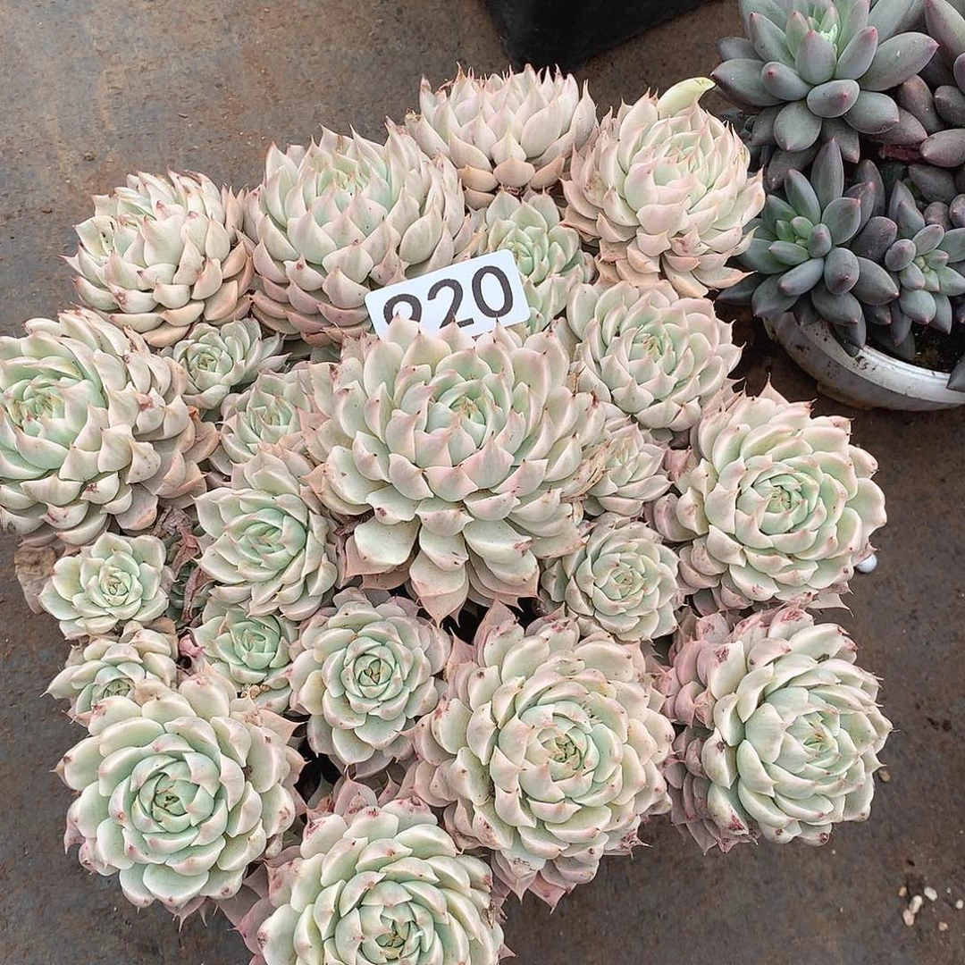 920玛格丽特锦 一物一拍多肉