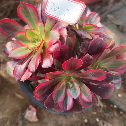 多肉植物凤冠738，号