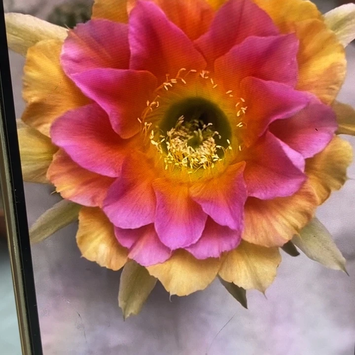 金刚3号群15公分左右