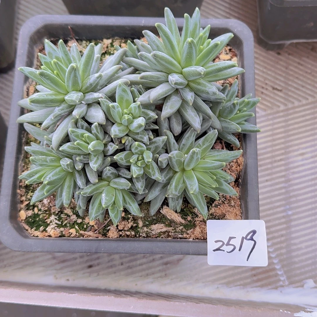 蛋***卷2519梵高美人多肉植物