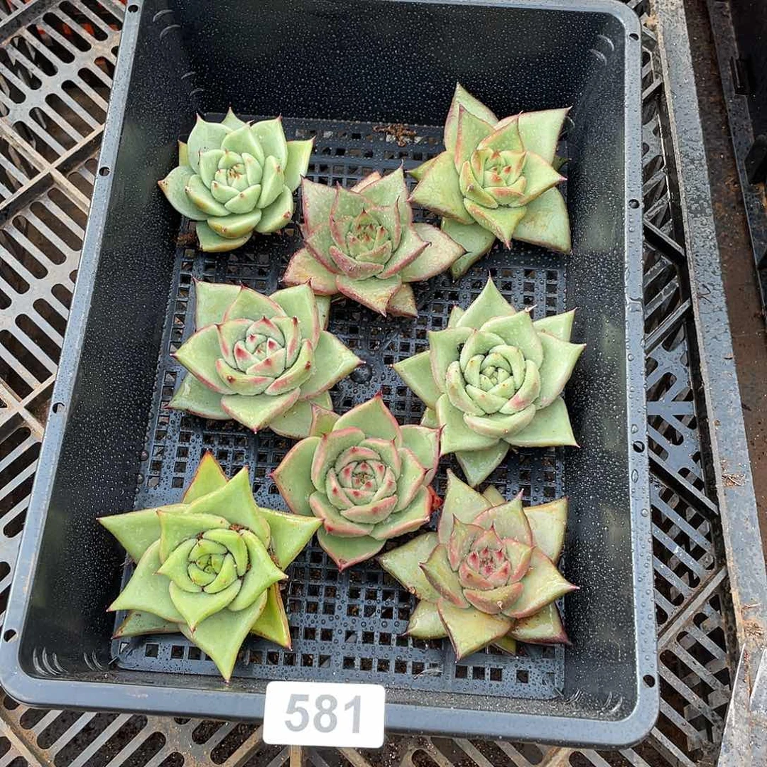 若如东云组拍581