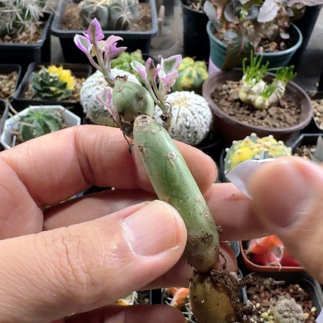 724七宝树锦脱土发货