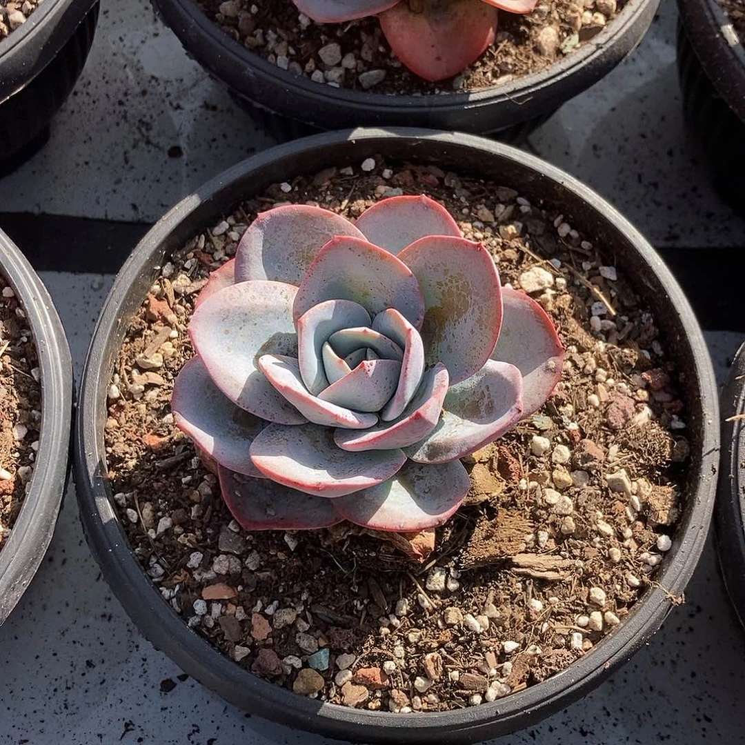 布鲁蓝随机单头一颗发