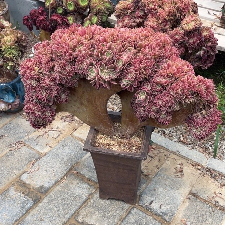 法师老桩缀化粉女巫