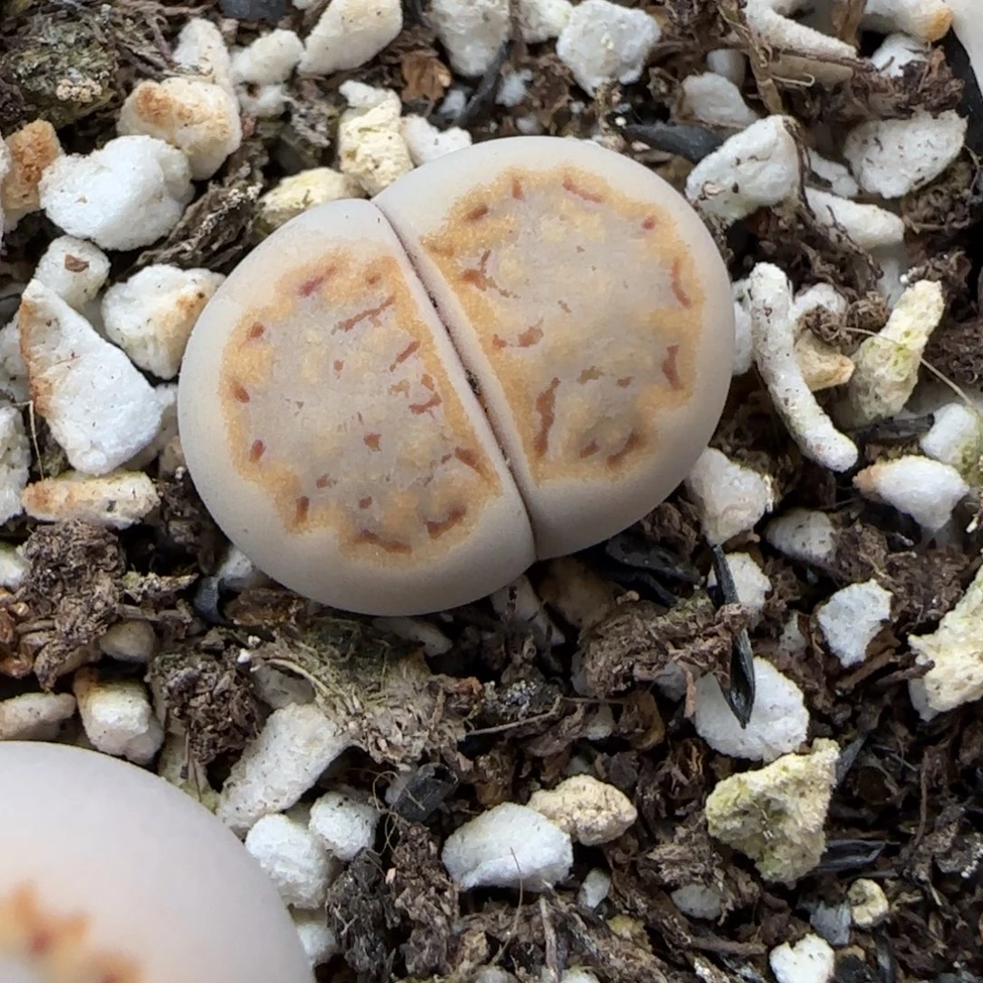 12.13.c215饼干.9057