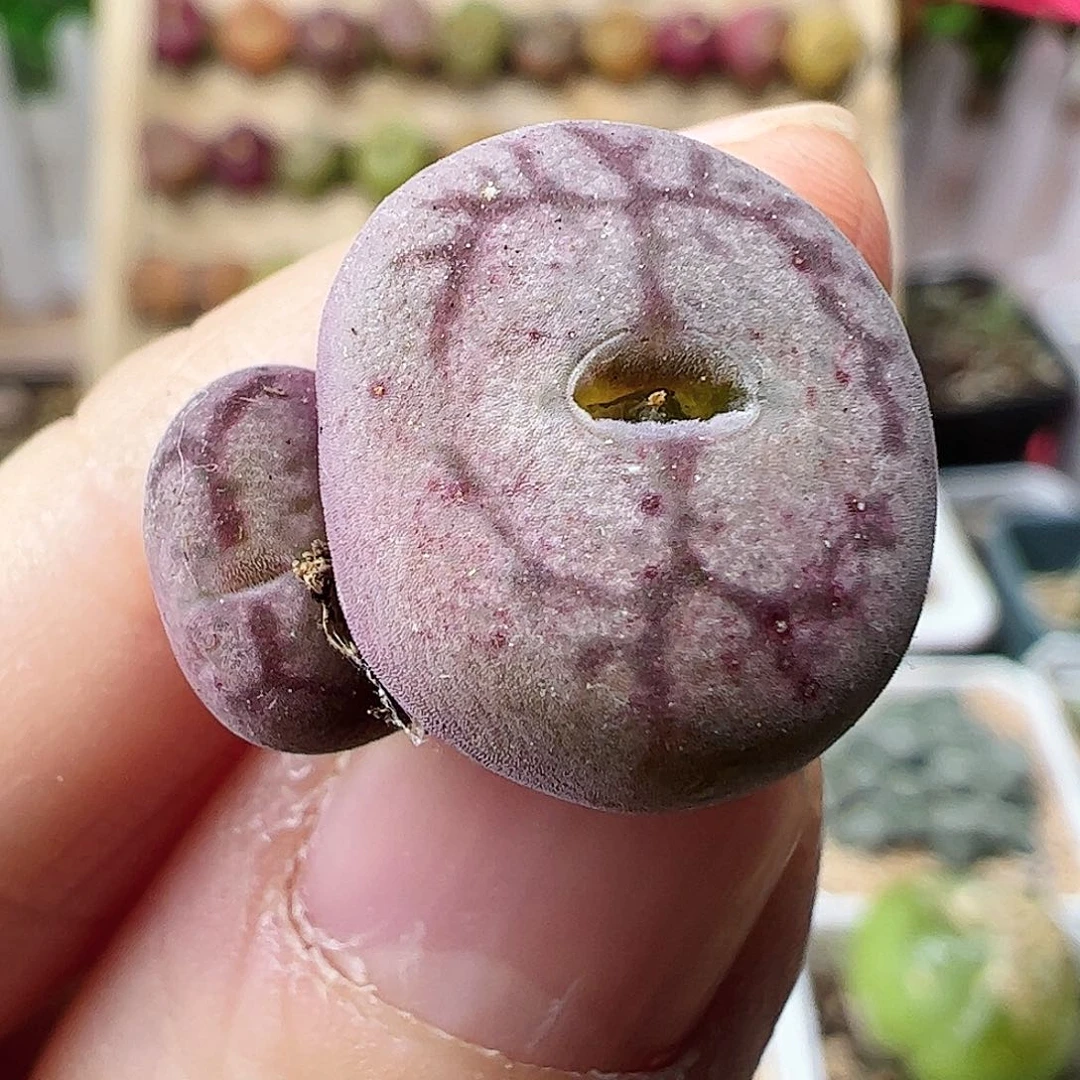 毛杂一颗包邮…………………