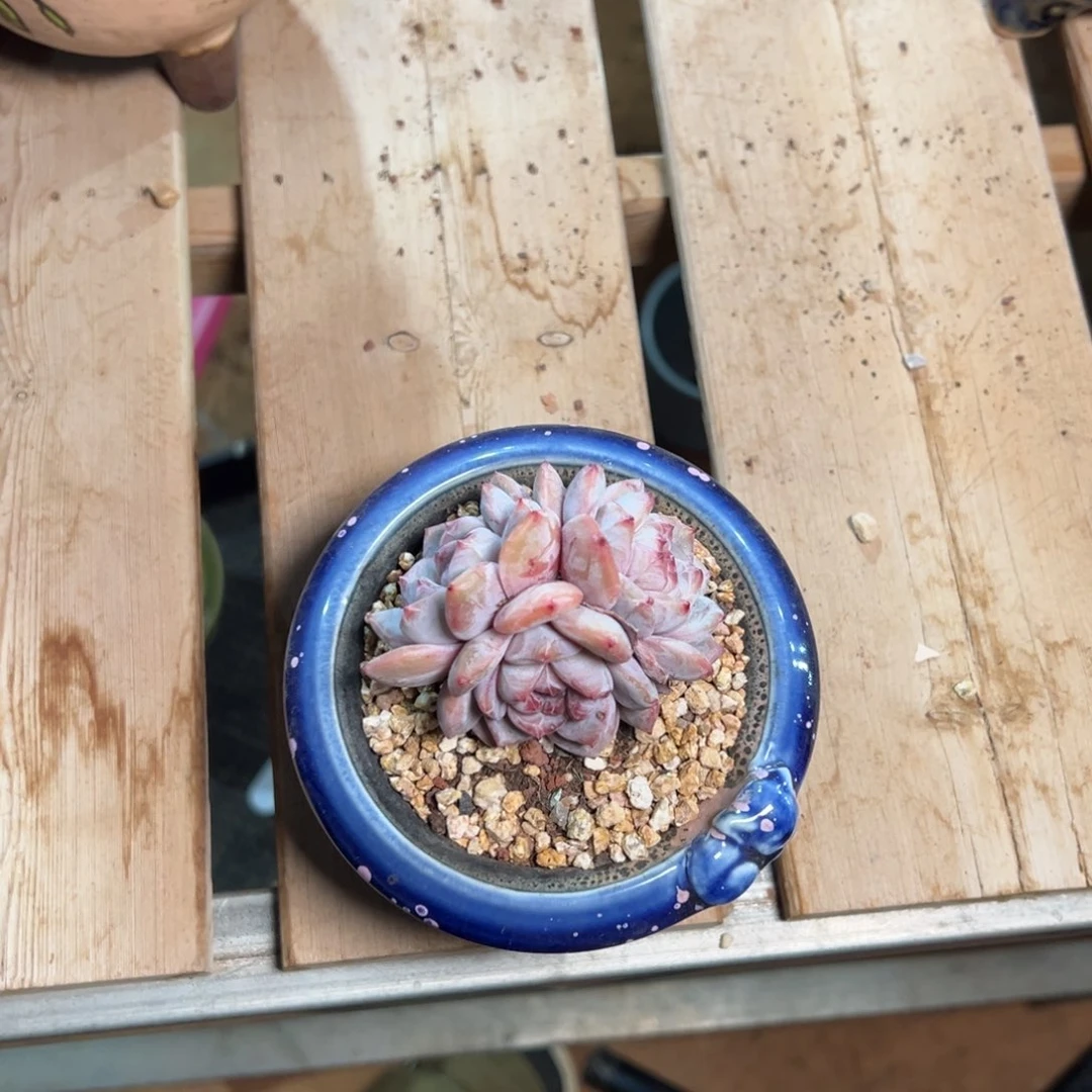 随单福利哈哈哈哈哈