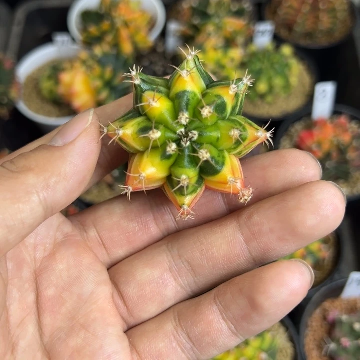 泰国进口实生米哈锦7