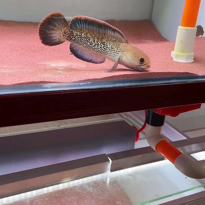 雷龙鱼鬼王雷龙鱼