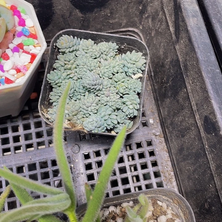 姬姓美人2.8带盆土