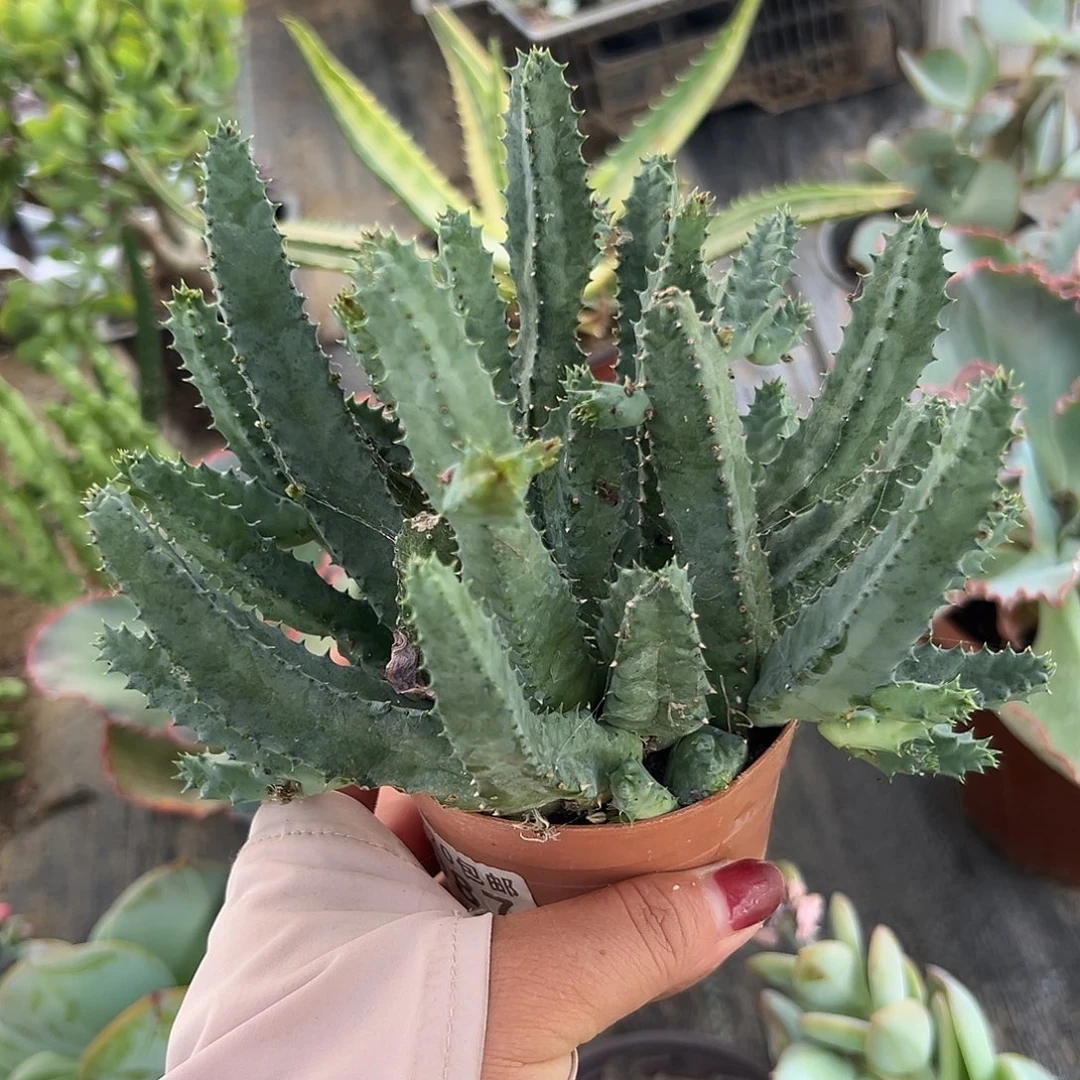 多肉植物多肉植物