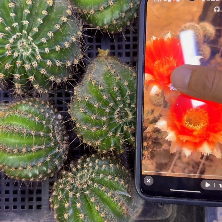 37彩草魔羽歪5公分以上无根侧牙，20包邮