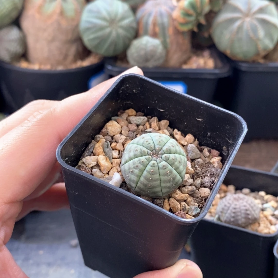 ****6欧系实生布纹球多肉植物