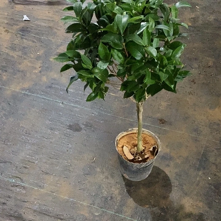 无花朵复色美人艳。
