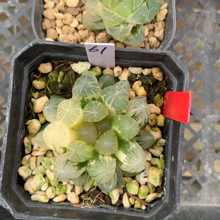 玉露锦带盆土发货