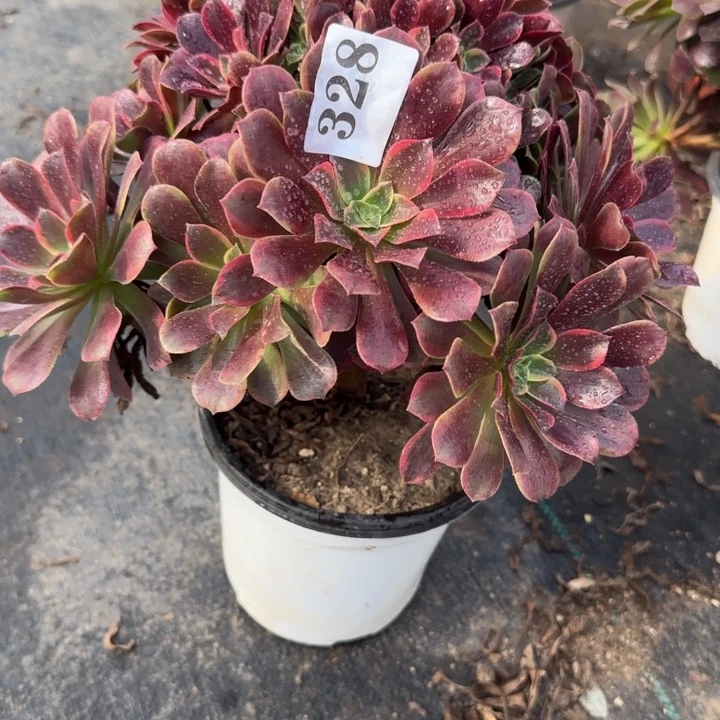 328两单包邮金丝雀。