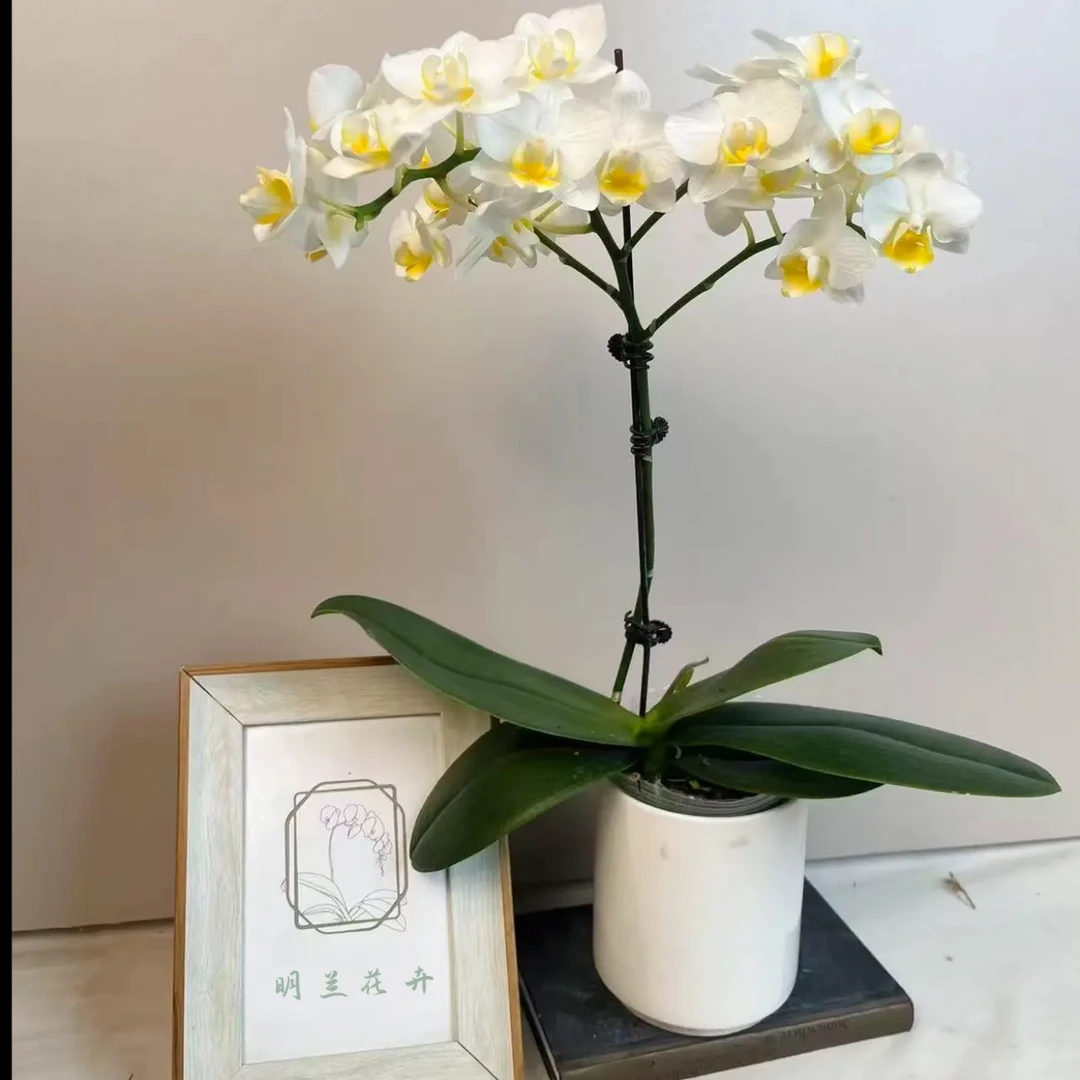 明兰花卉 蝴蝶兰【水仙】全花开花株发货