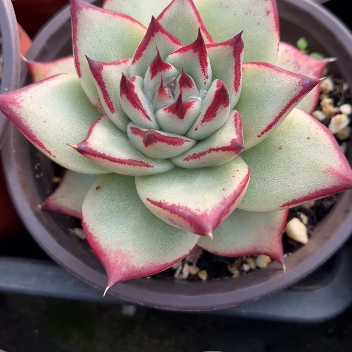 乌木多肉植物多肉植物