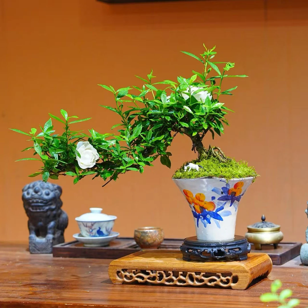 悬崖飘枝栀子花茶桌电视柜室内绿植桌面造型盆景盆栽观花好养植物