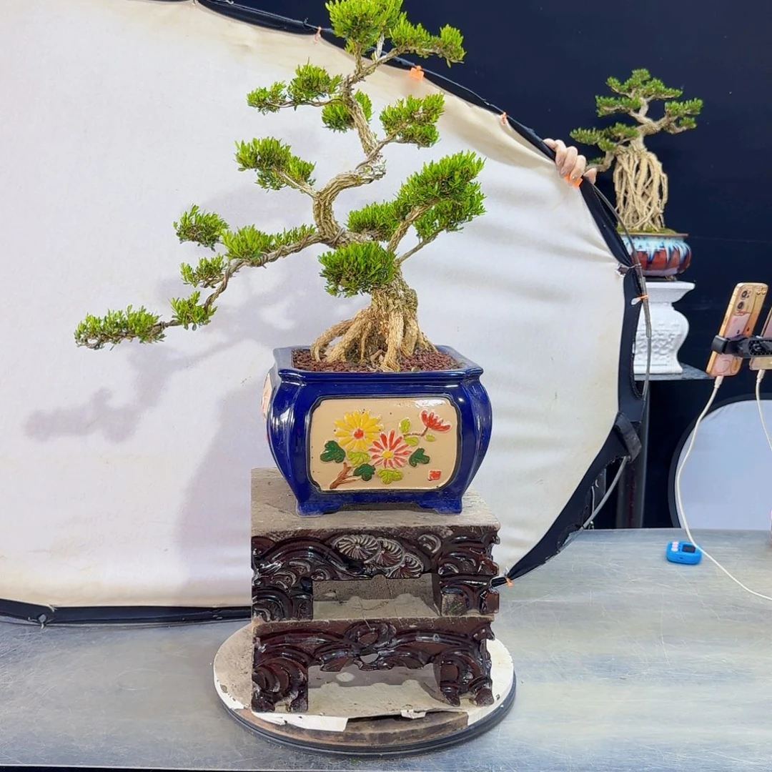 高端黄杨盆景艺术