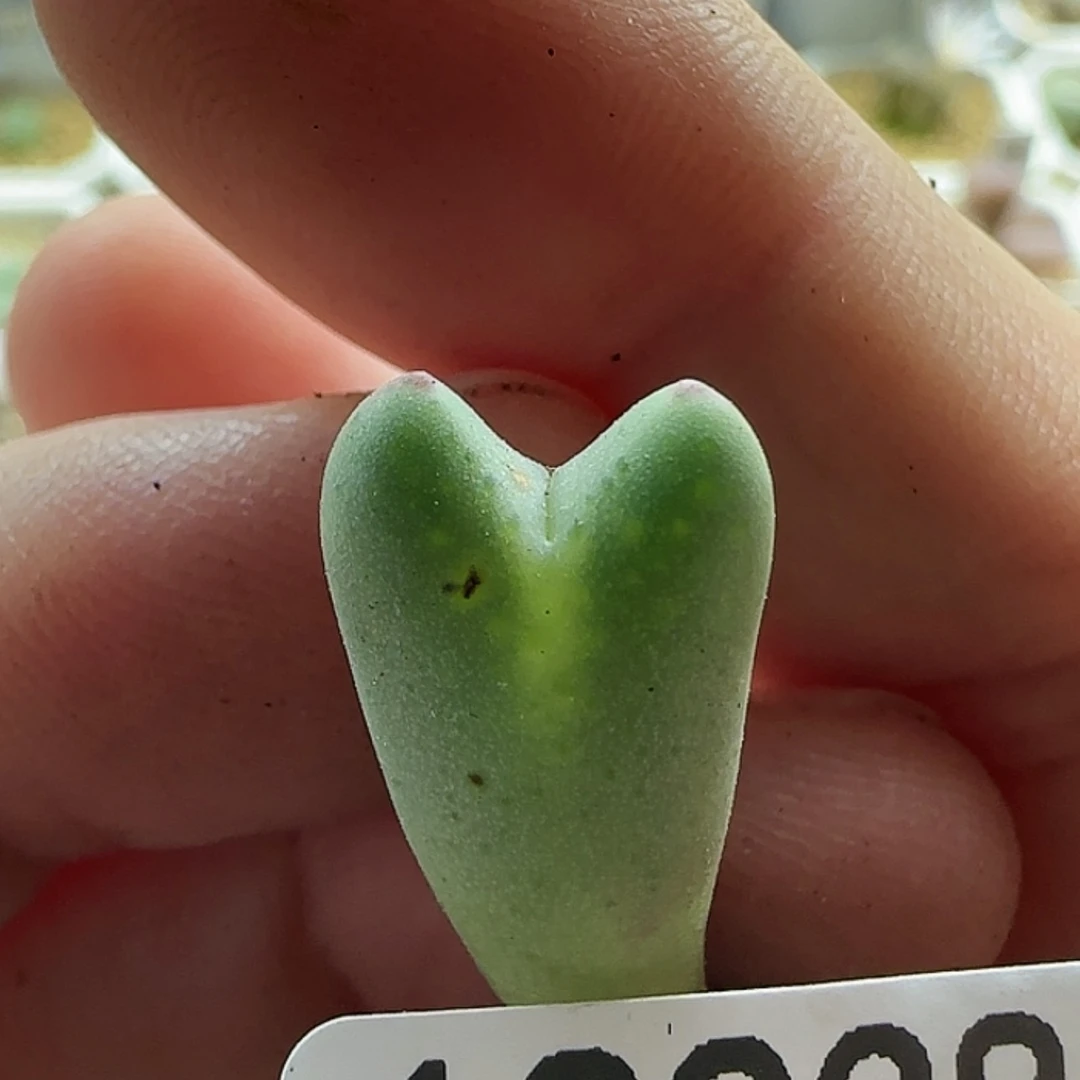 【闪购商品】18238白花皮卡丘