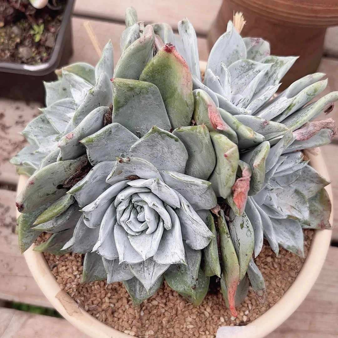 3371墨西哥大圆叶苹果叶