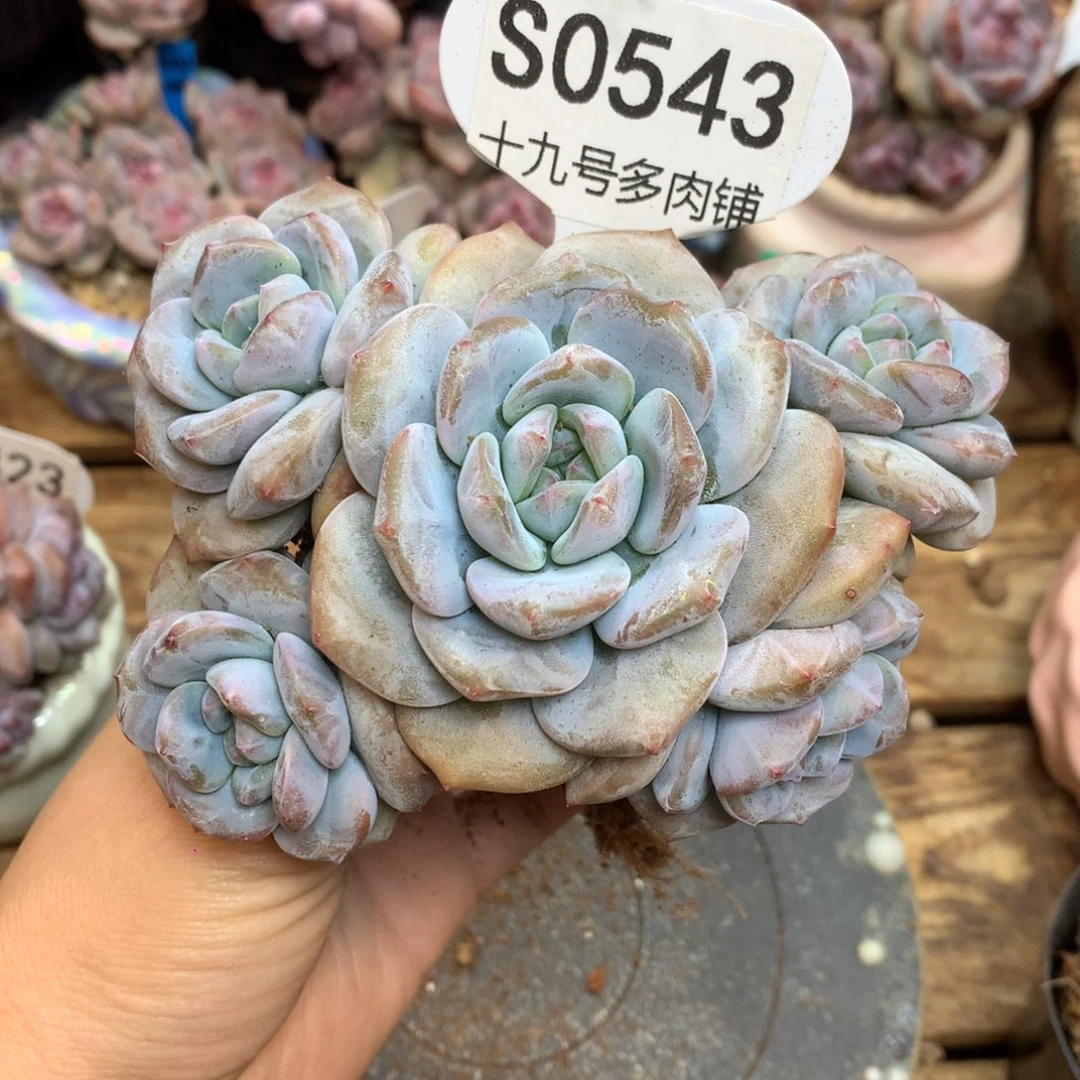 S0543 突尼斯 老桩无砍自然群