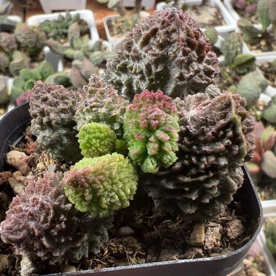 巨尤朱紫玉多肉植物水泡