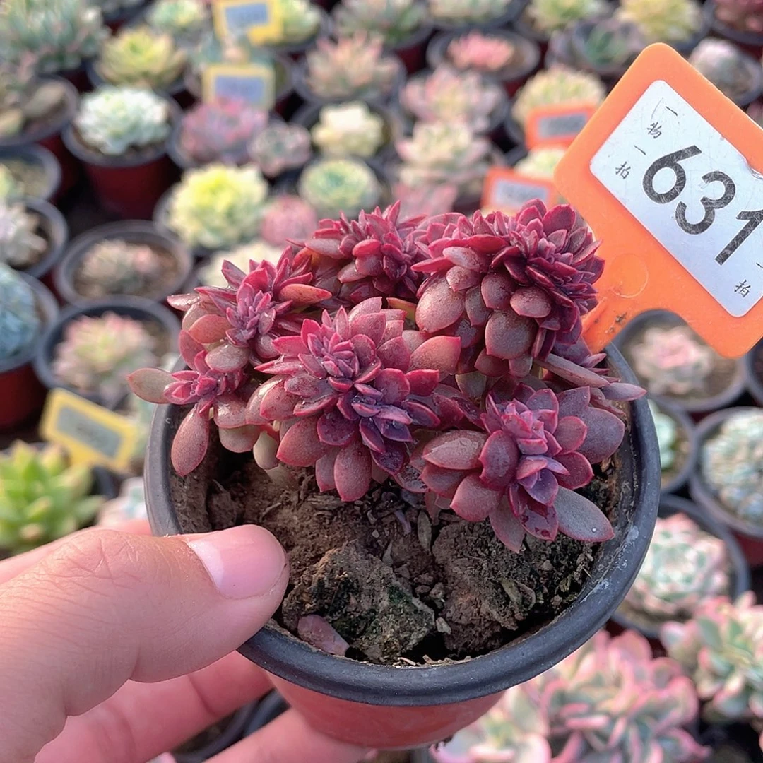 婠***婠631号多肉植物盆栽