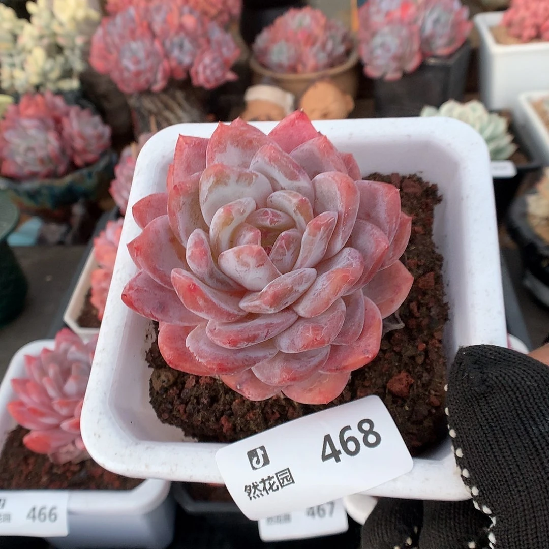 468雪天使多肉植物6666